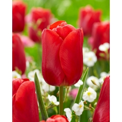 Tulip - Red Jimmy - GIGA Pack! - 250 pcs