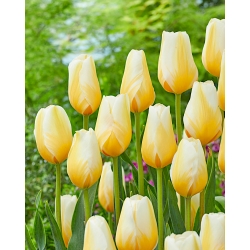 Tulip - Lemon Chiffon - GIGA Pack! - 250 pcs