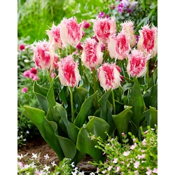 Tulip - Drakensteyn - GIGA Pack! - 250 pcs