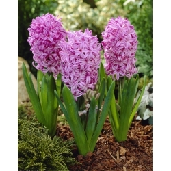 Hyacinth - Amethyst - GIGA Pack! - 150 pcs.