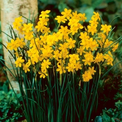 Daffodil - Baby Moon - GIGA Pack! - 250 pcs
