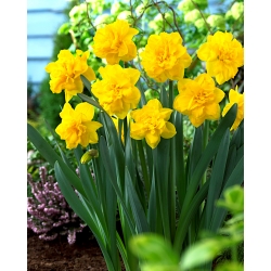 Double Daffodil - Double Gold Medal - GIGA Pack! - 250 pcs