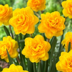 Daffodil - Heamoor - GIGA Pack! - 250 pcs