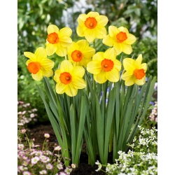 Daffodil - Monal - GIGA Pack! - 250 pcs