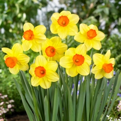 Daffodil - Monal - GIGA Pack! - 250 pcs