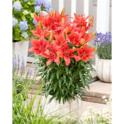Miniature Lily - Happy Heart - Potted - GIGA Pack! - 50 pcs.