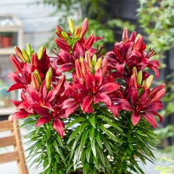 Miniature Lily - Happy Love - Potted - GIGA Pack! - 50 pcs.