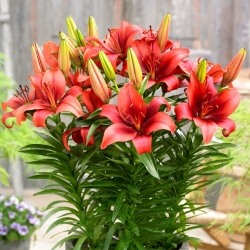 Miniature Lily - Salinero - Potted - GIGA Pack! - 50 pcs.