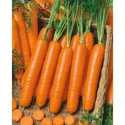 Zanahoria 'Berlikumer 2' - variedad tardía - semillas (Daucus carota)