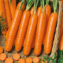 Carrot 'Berlikumer 2' - Late variety - seeds (Daucus carota)