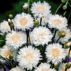 Aciano - blanco - semillas (Centaurea cyanus)