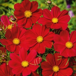 Cosmos 'Sensation Low' - red - seeds (Cosmos bipinnatus)