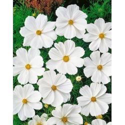 Cosmos Sensation - white - low-growing variety - seeds (Cosmos bipinnatus)