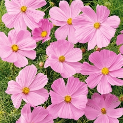 Cosmos Sensation - pink - low-growing variety - seeds (Cosmos bipinnatus)