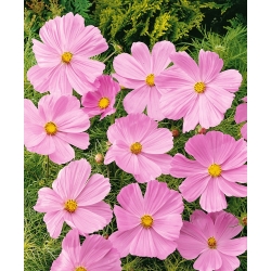 Cosmos Sensation - pink - low-growing variety - seeds (Cosmos bipinnatus)