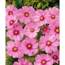 Cosmos Sensation - rosa con mancha - variedad de bajo crecimiento - semillas (Cosmos bipinnatus)