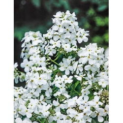 Dame's rocket - white - seeds (Hesperis matronalis)