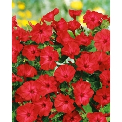 Peru brīnumpuķe - sarkana - sēklas (Mirabilis)