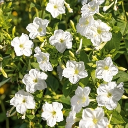Maravilha do Peru - branco - sementes (Mirabilis)