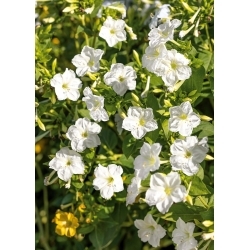 Peru brīnumpuķe - balta - sēklas (Mirabilis)