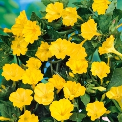 Maravilha do Peru - amarelo - sementes (Mirabilis)