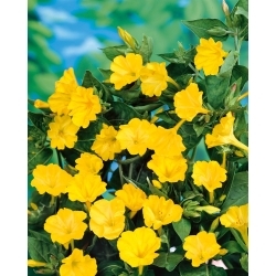 Peru brīnumpuķe - dzeltena - sēklas (Mirabilis)
