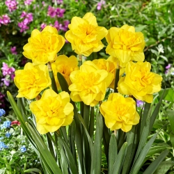 Narcizas - Yellow Dream - 5 gėlių svogūnėlių