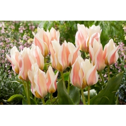 Tulipán - Serano - 5 piezas