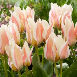 Tulipa - Serano - 5 peças