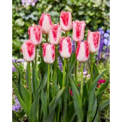 Tulipán - Sweet Simone - 5 květinových cibulek