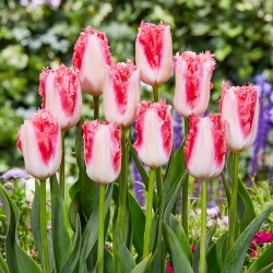 Tulipán - Sweet Simone - 5 květinových cibulek
