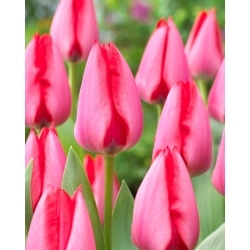 Tulpė - Trick - 5 gėlių svogūnėlių
