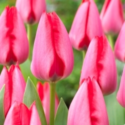 Tulipán - Trick - 5 květinových cibulek