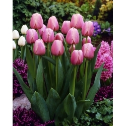 Tulpė - Ollioules - 5 gėlių svogūnėlių