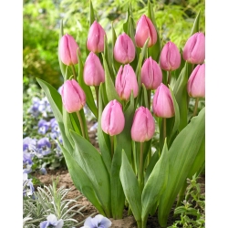 Tulip - Light Pink Prince - Large Pack! - 50 pcs