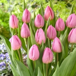 Tulipán - Light Pink Prince - 5 květinových cibulek