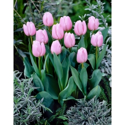 Tulipán - Light Pink - Nagy kiszerelés - 50 db