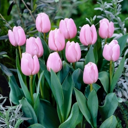 Tulpė - Light Pink - 5 gėlių svogūnėlių