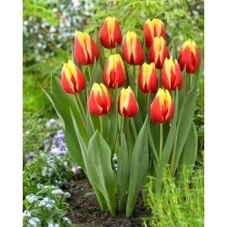 Tulipán - Jan Seignette - 5 květinových cibulek