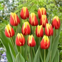 Tulipán - Jan Seignette - 5 květinových cibulek