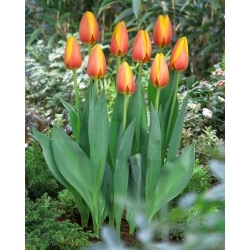 Tulipán - World Peace - 5 květinových cibulek