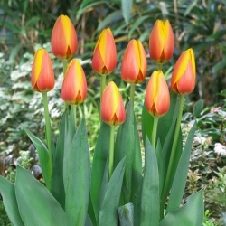 Tulipa - World Peace - 5 peças