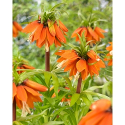 Keiserlik fritillaria (Fritillaria imperialis) "Orange Beauty"