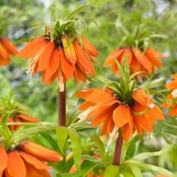 Keiserlik fritillaria (Fritillaria imperialis) "Orange Beauty"