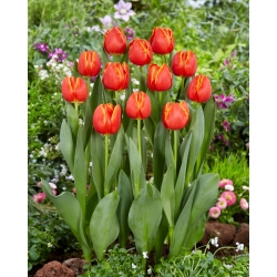 Tulipán - Esta Bonita - 5 květinových cibulek