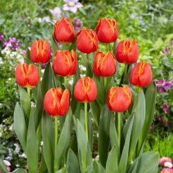 Tulipán - Esta Bonita - 5 květinových cibulek