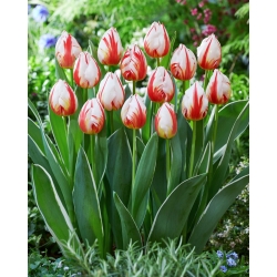 Tulipán - Happy Generation - 5 květinových cibulek