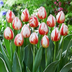 Tulipán - Happy Generation - 5 květinových cibulek