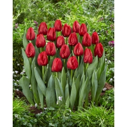 Tulpė - Seadov - 5 gėlių svogūnėlių