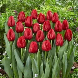 Tulipán - Seadov - 5 piezas
